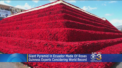 Ecuador Builds Pyramid Of Roses In Attempt To Set A World Record