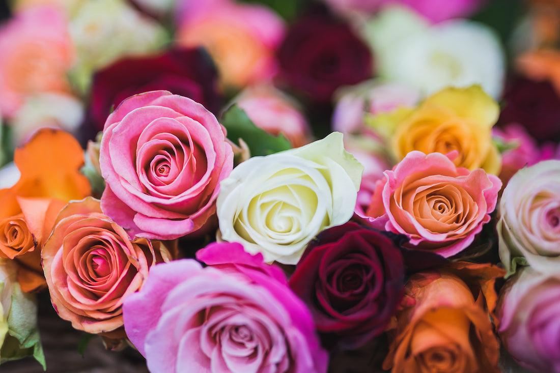 Flower-Preservation roses that last a year