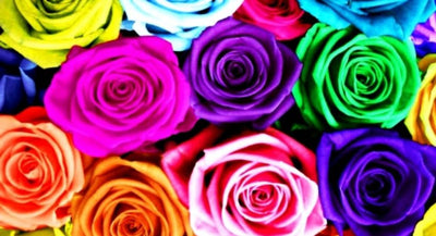 Decoding the Meaning of Rose Colors