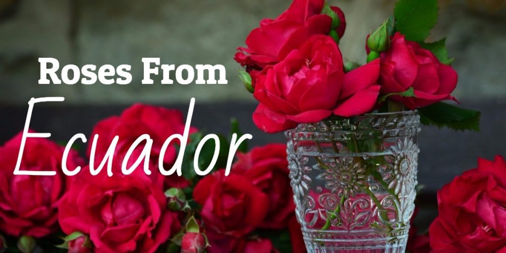 roses ecuador