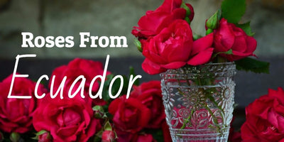 Why The Best Roses Come From Ecuador