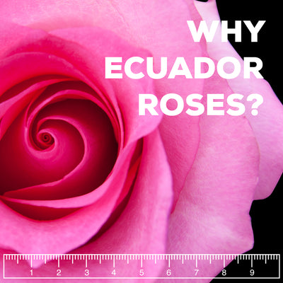 Why Ecuadorian Roses Are The Best In The World