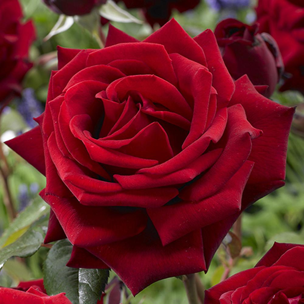 rose flower palatial petals
