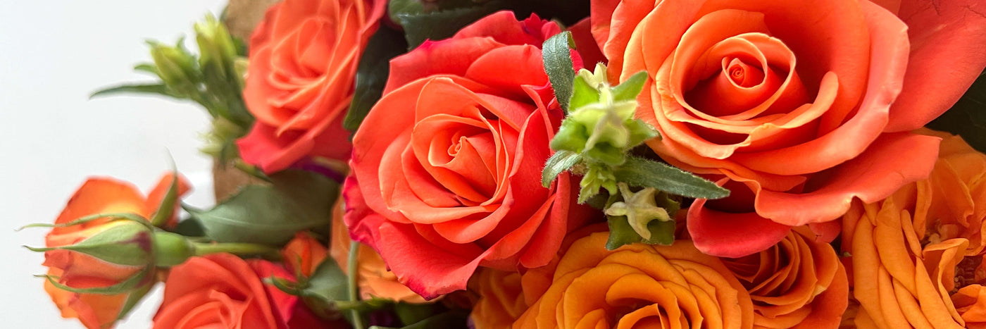 Real Preserved Orange Roses That Last All Year