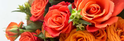 Real Preserved Orange Roses That Last All Year