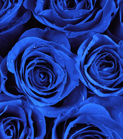 blue roses in a box