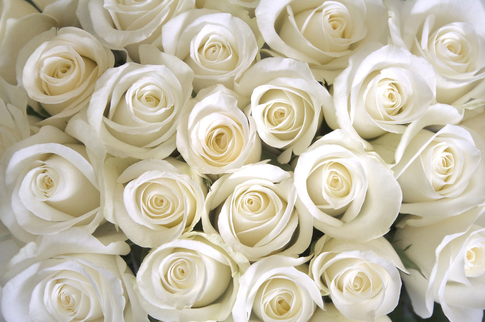 white Sympathy Roses condolence funeral