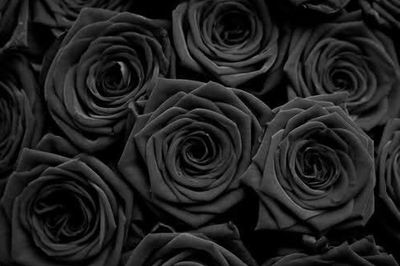 Black Roses Preserved Luxury