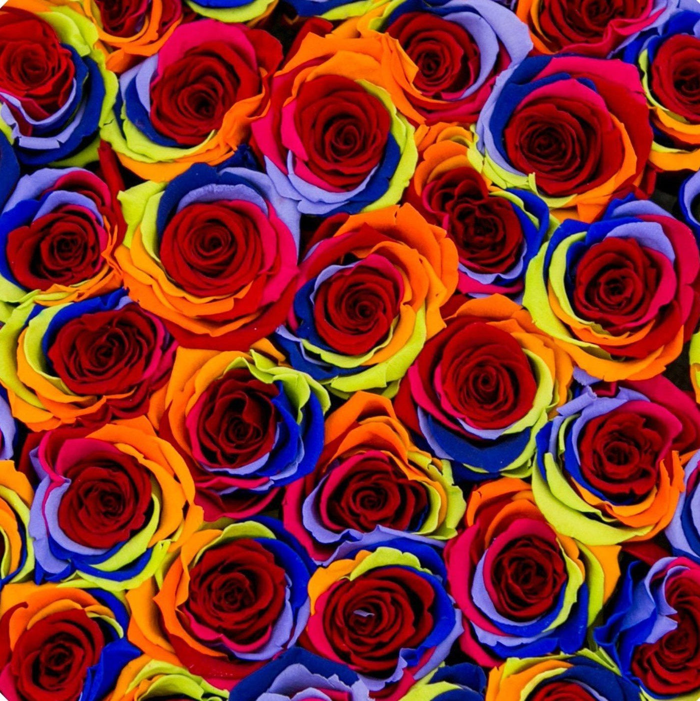 rainbow roses preserved