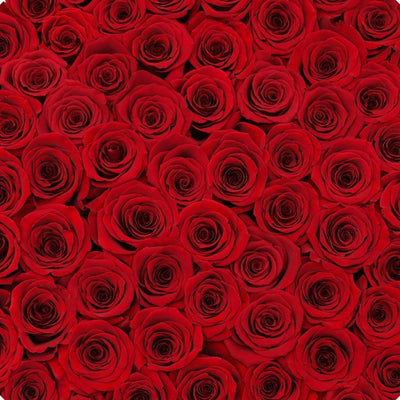 luxury red preserved roses