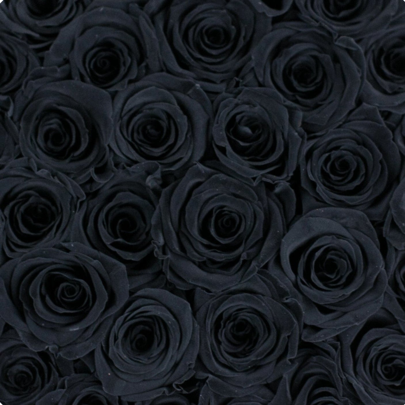 Black Roses - palatial petals
