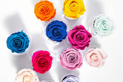 rose colors valentines day