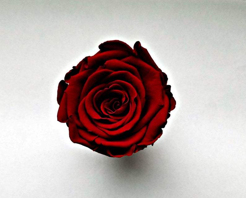 red preserved rose