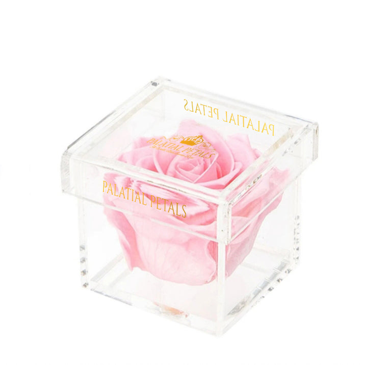 Bridal Pink Eternity Rose - Petit Bisou