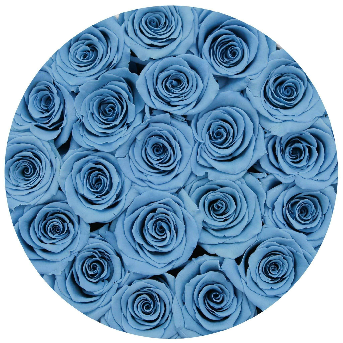 baby blue roses in a box