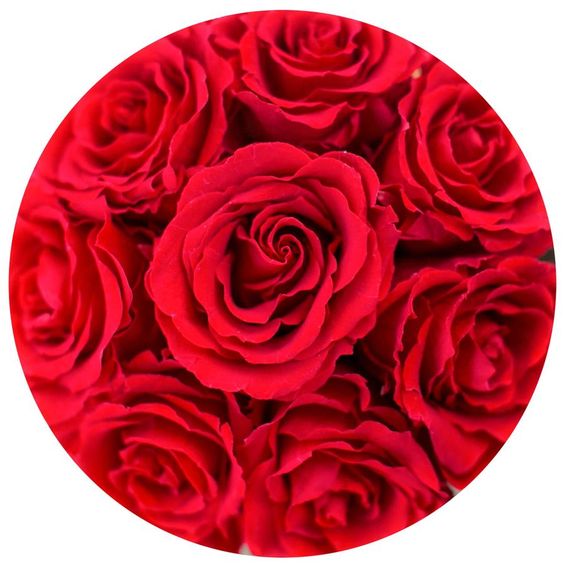 Red Roses That Last A Year - Petite Rose Box