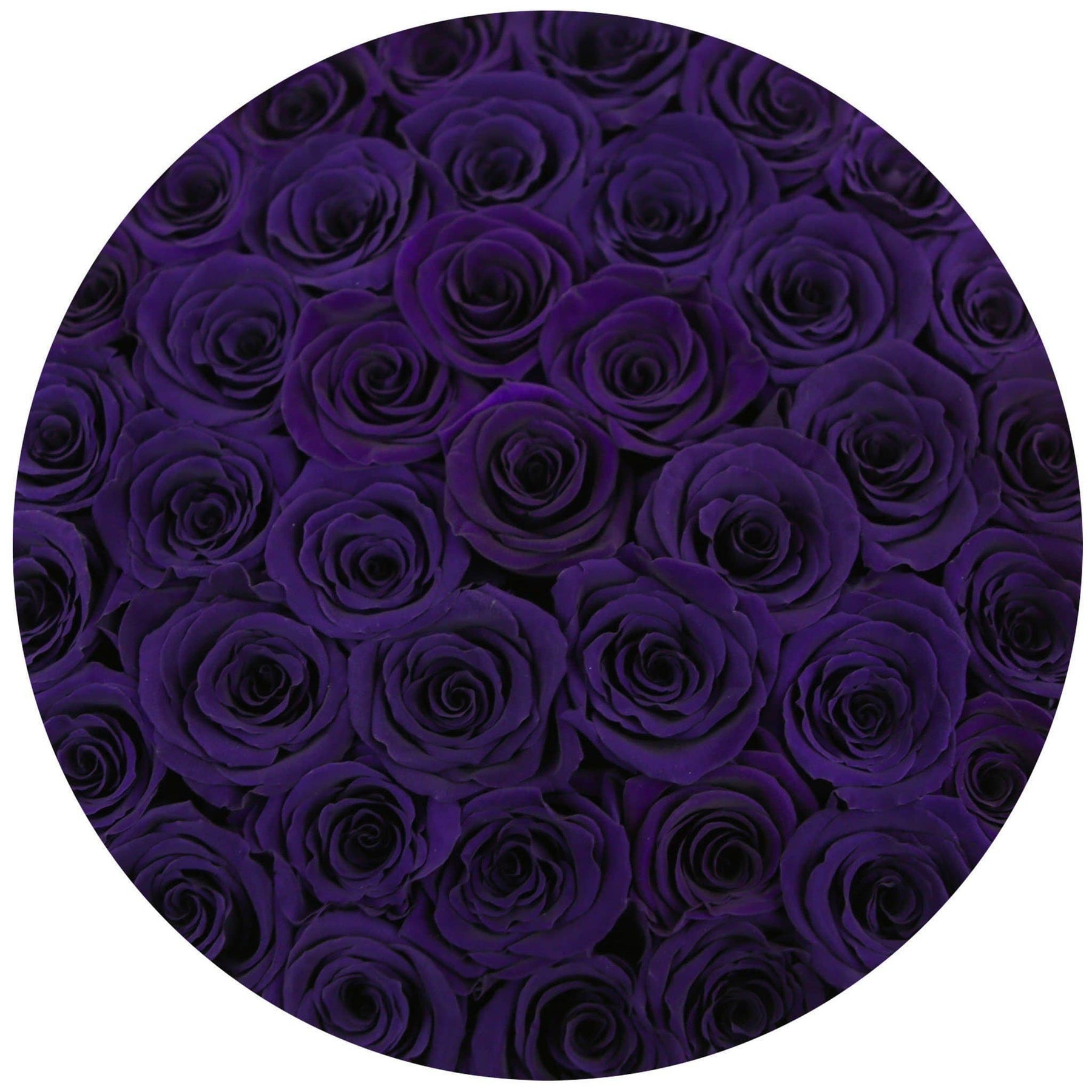 At Last Roses Purple Majestic Purple Preserved Roses That Last A Year - Large Rose Box ...