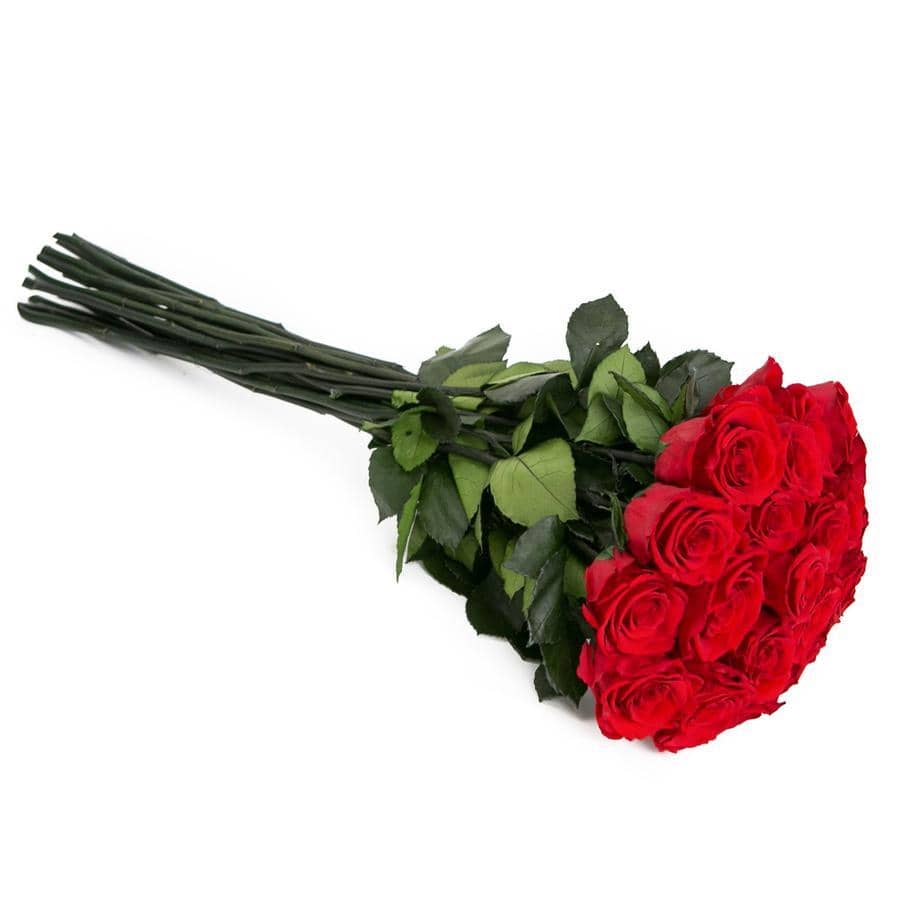 PALATIAL PETALS® Louboutin Red - Long Stem Roses