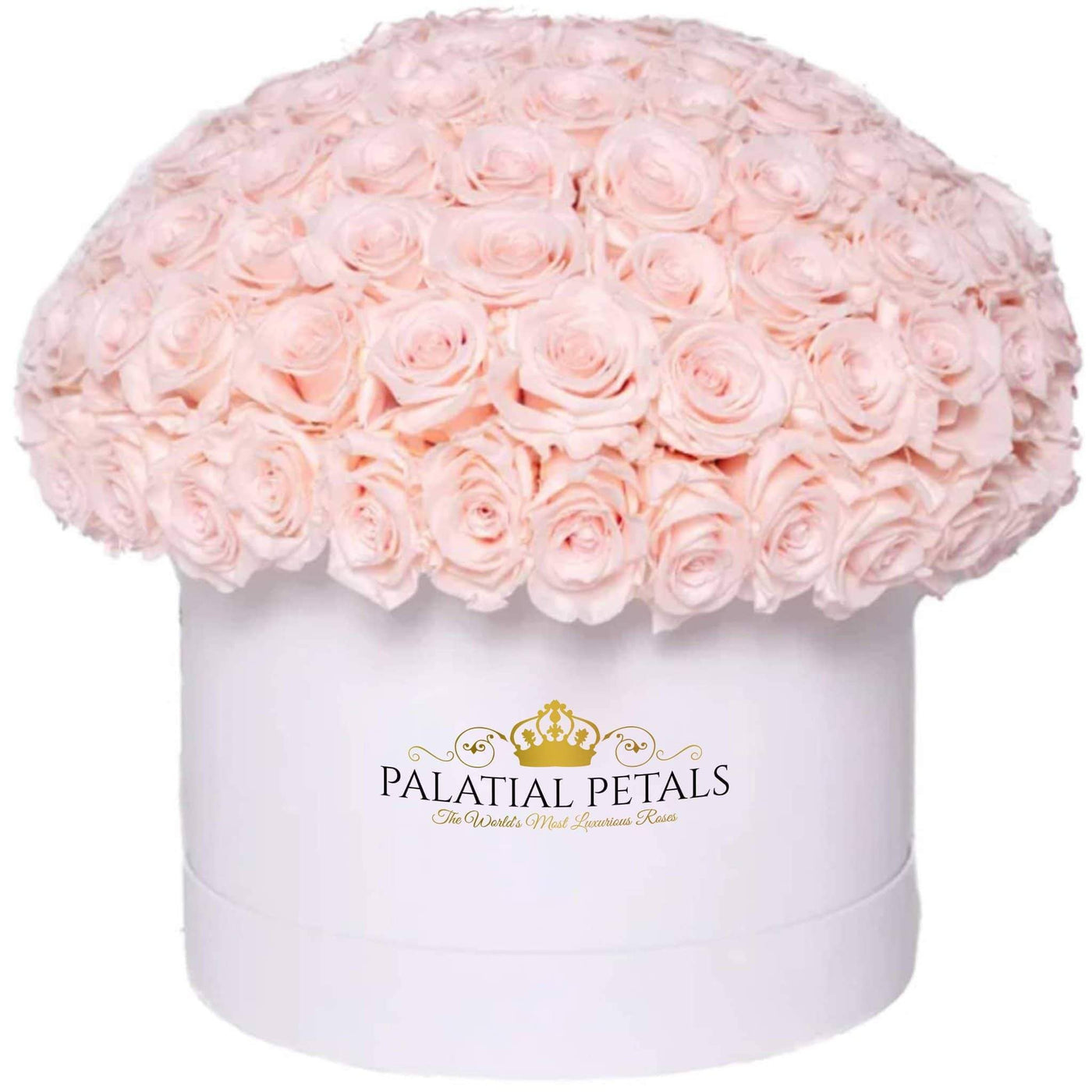 Blush Roses That Last A Year - Grande "Dome 360" Rose Box