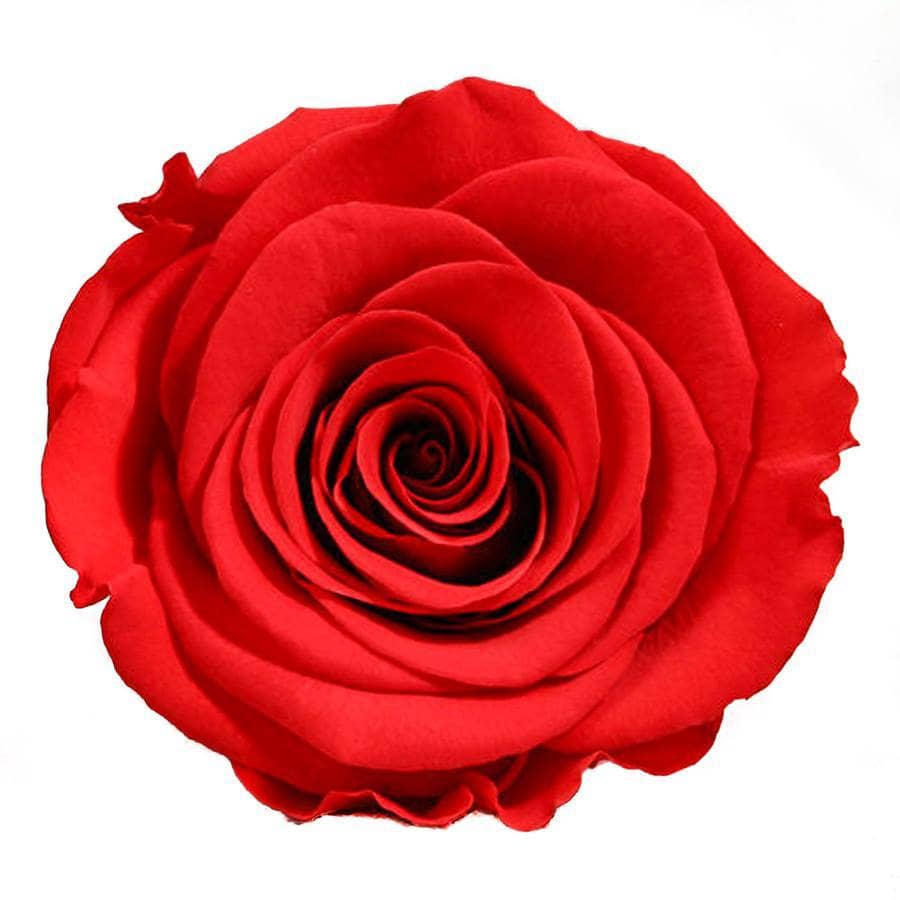 PALATIAL PETALS® Louboutin Red - Long Stem Roses
