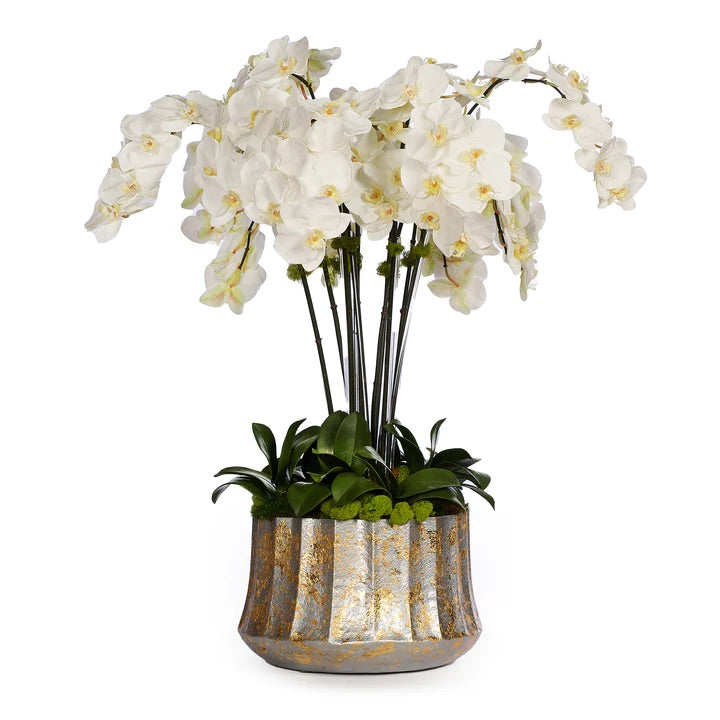 White Orchids in Gold Leafed Container