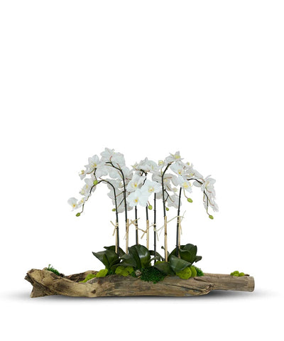 Large Log Filled with Orchids