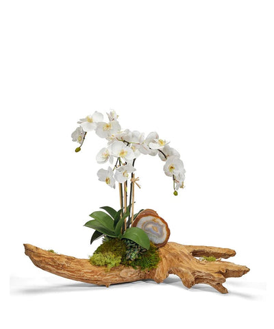 Orchids on Driftwood
