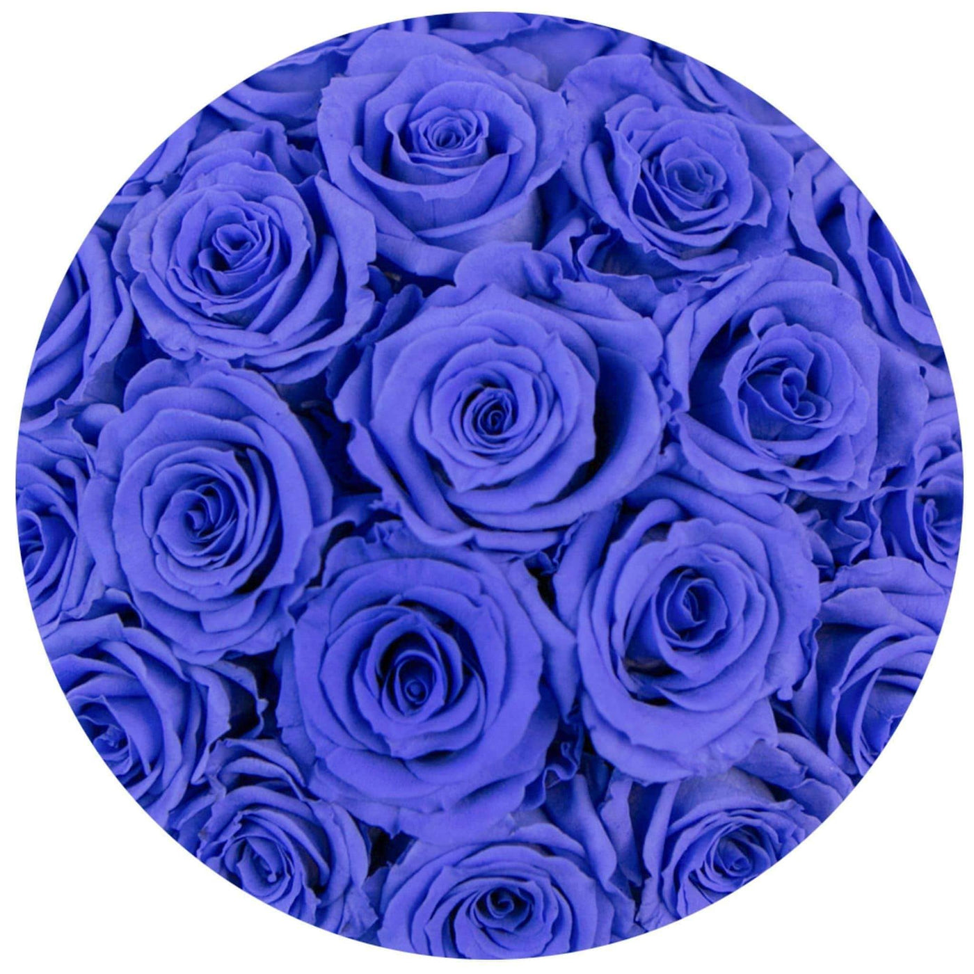 Violet Roses That Last A Year - Petite Rose Box
